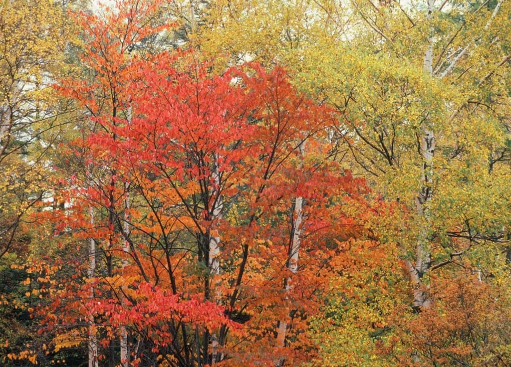 Autumn is the best time to visit the park, when the leaves turn gold, orange and red. Photo: Alamy