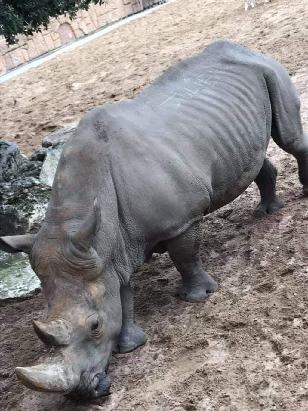 Photos of the rhino with words on its back were widely shared on social media. Photo: Twitter
