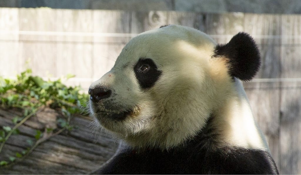 Bei Bei will soon be shipped to China, now that he has turned four. Photo: AFP