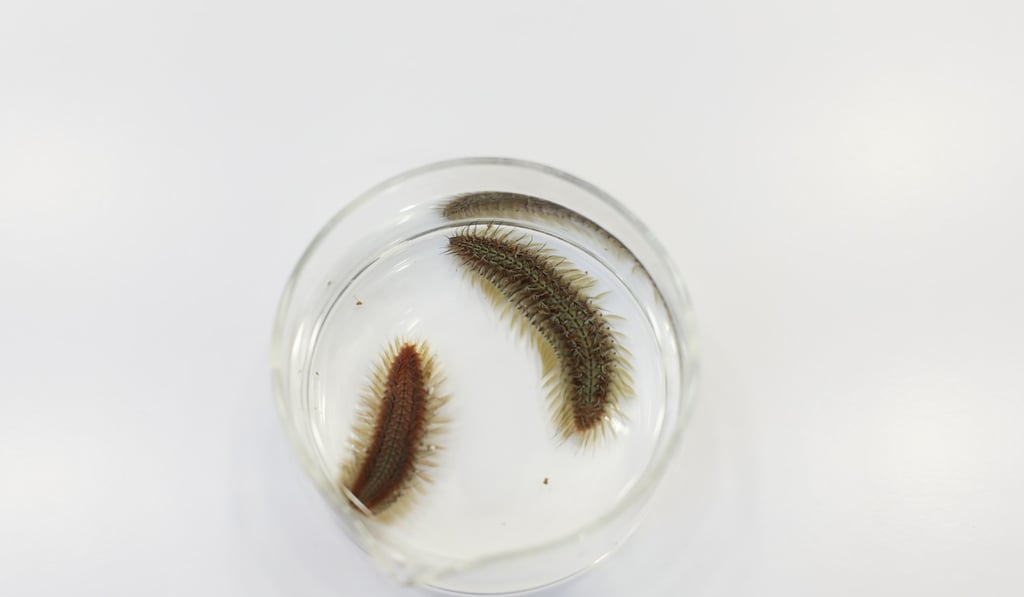 Two of the Chloeia bimaculata fireworms discovered by Baptist University biologists. Photo: Xiaomei Chen