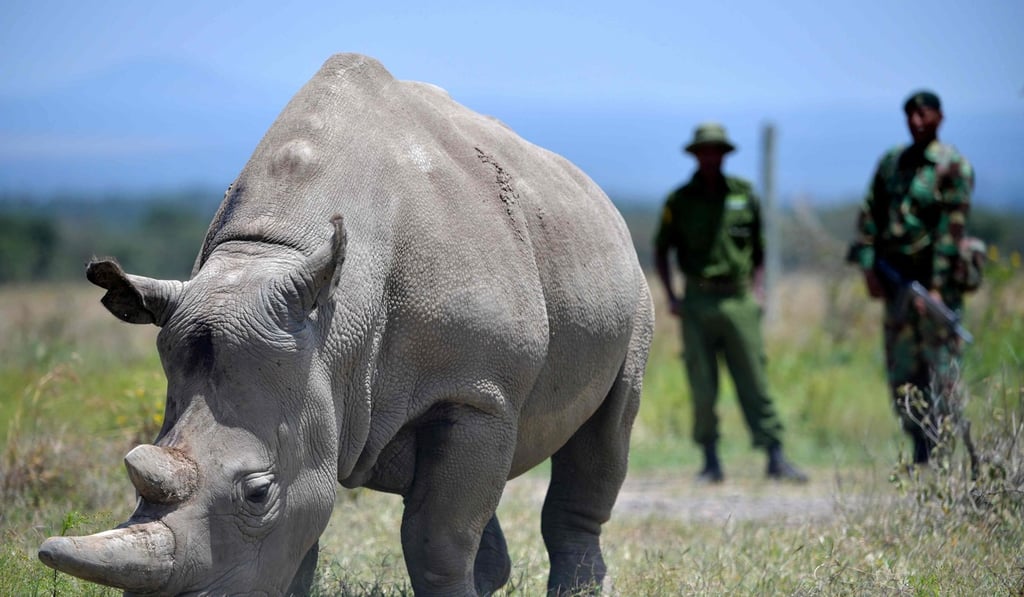 Najin, one of the last two female northern white rhinos on Earth. Photo: AFP