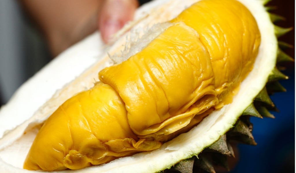 A freshly opened Musang King durian fruit. Photo: Vkeong.com