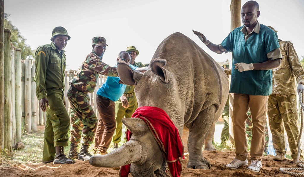 Fatu, the other surviving member of her species. Photo: AFP