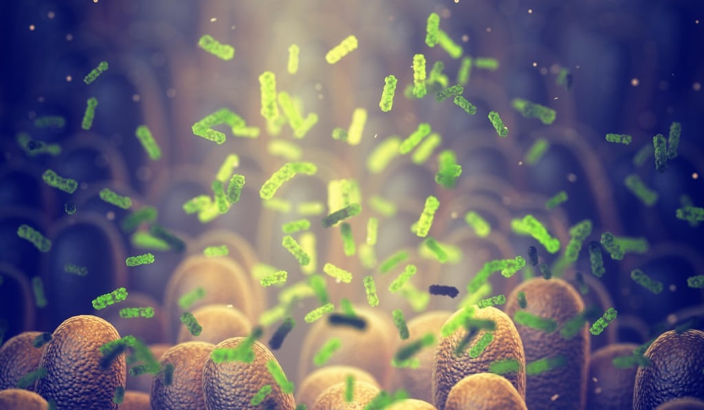 The gut microbiome helps control intestinal digestion and the immune system. Photo: Alamy The gut microbiome helps control intestinal digestion and the immune system. Photo: Alamy