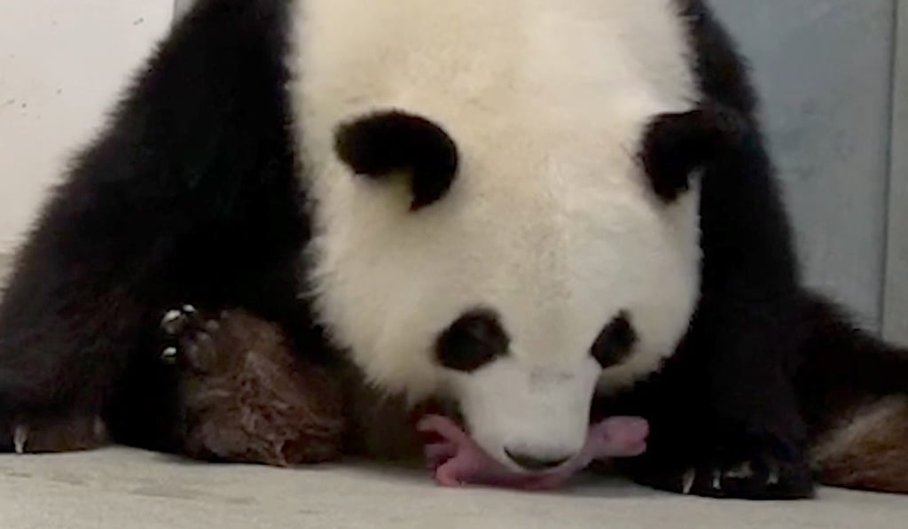 Meng Meng guides one of her newborn panda twins to feed. Photo: EPA-EFE
