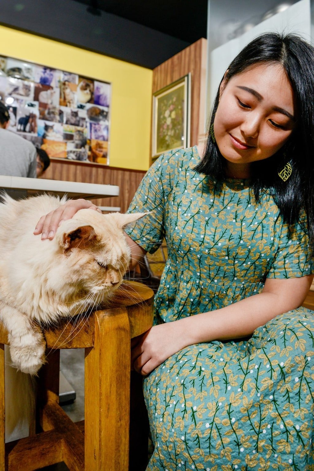 Design student Patricia Lee, 21, with her favourite cat, a cream-coloured Maine Coon she calls Hu Bao-bao. Photo: Chris Stowers/PANOS Design student Patricia Lee, 21, with her favourite cat, a cream-coloured Maine Coon she calls Hu Bao-bao. Photo: Chris Stowers/PANOS