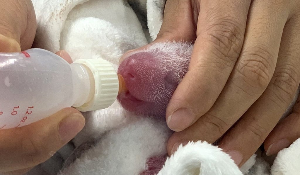 One of the panda cubs being bottle-fed in Berlin zoo. Photo: EPA-EFE