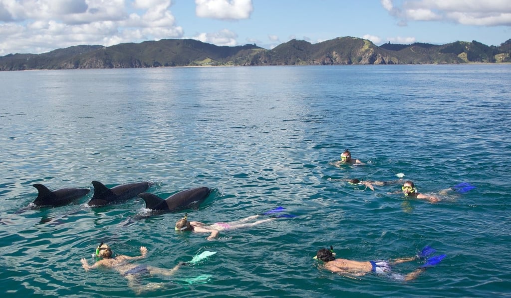 Tourists swim with dolphins in the Bay of Islands, New Zealand. Photo: Alamy