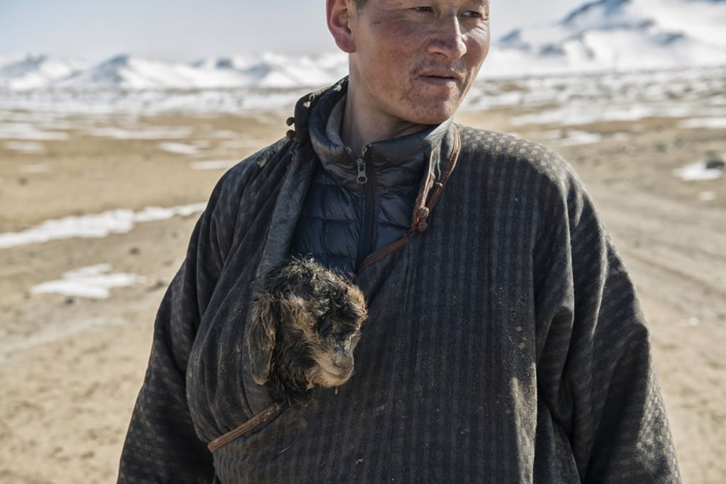 A nomadic herder in Mongolia’s Uvs province carries a goat kid in his jacket to shelter it from the cold, in Mongolia’s central grasslands. Photo: Zigor Aldama A nomadic herder in Mongolia’s Uvs province carries a goat kid in his jacket to shelter it from the cold, in Mongolia’s central grasslands. Photo: Zigor Aldama