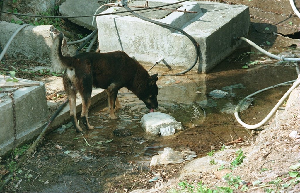 Rat urine in water can spread leptospirosis. Photo: C.Y. Yu