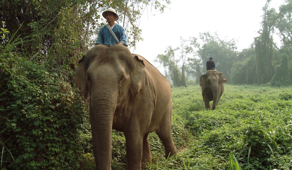 A tourist rides an elephant through the jungle in Thailand. Photo: Handout