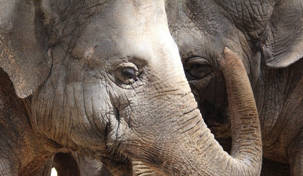 Riding elephants leads to chronic pain and injuries for the elephants. Photo: Anaïs Buan/Unsplash Riding elephants leads to chronic pain and injuries for the elephants. Photo: Anaïs Buan/Unsplash