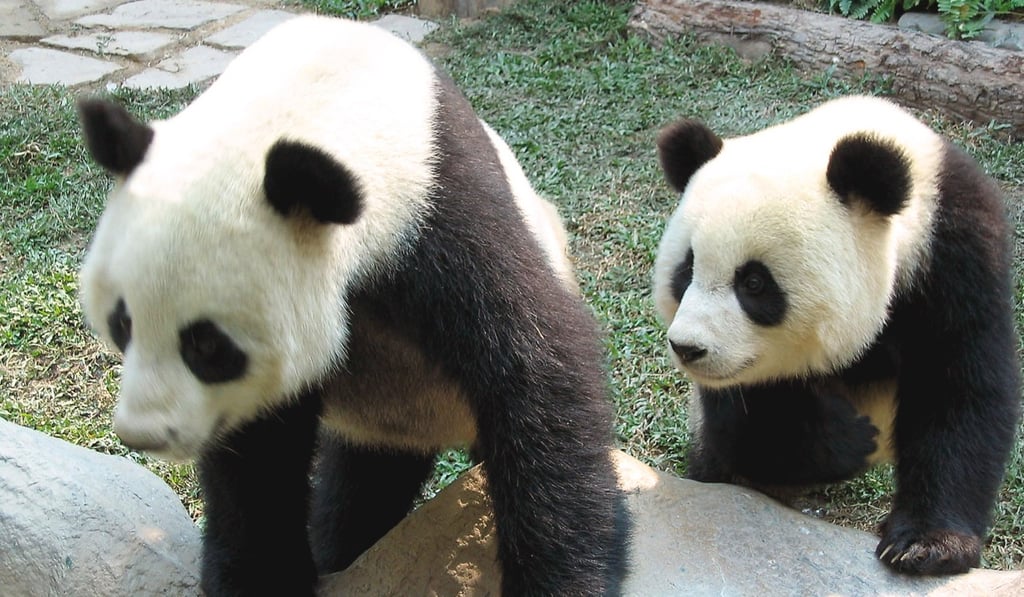 Chuang Chuang, left, and Lin Hui are seen in their enclosure in the Chiang Mai Zoo in 2003. Photo: AP Chuang Chuang, left, and Lin Hui are seen in their enclosure in the Chiang Mai Zoo in 2003. Photo: AP