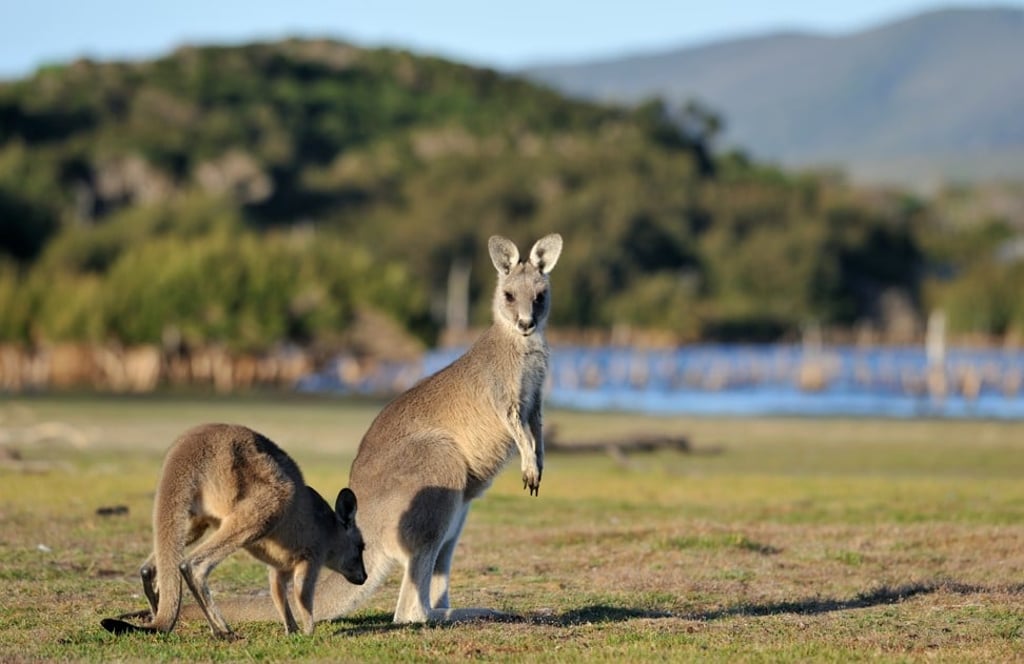 Forester kangaroos are also known as grey kangaroos.