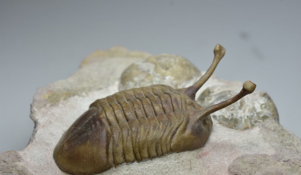 Invertebrate groups that experienced diversification included horseshoe crablike trilobites. Photo: Birger Schmitz