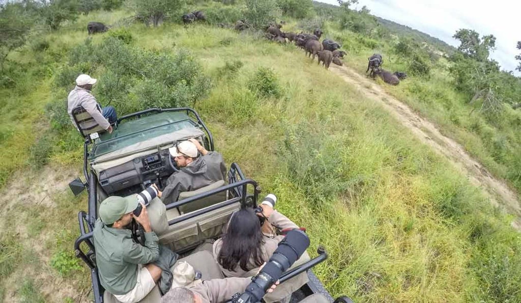 Get to witness the monkey puzzle tree and the alerce tree in the flesh, two of the world’s oldest tree species