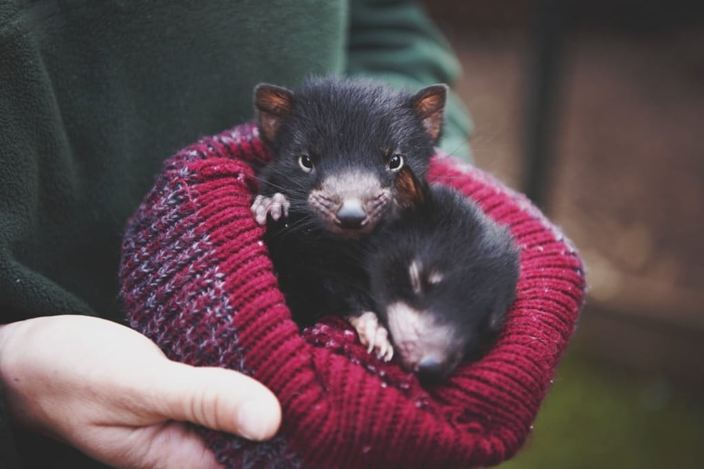 Tasmanian devil joeys. About the size of a small dog when fully grown, the Tasmanian devil is the world’s largest surviving carnivorous marsupial. Photo: Lauren Bath