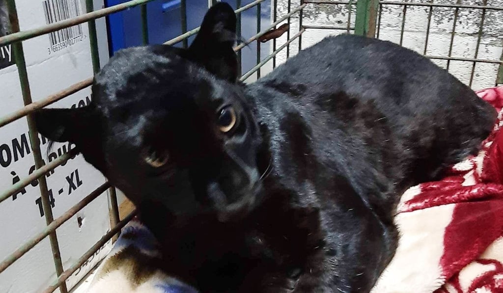 The panther at the animal protection league in Lille after being sedated. Photo: AFP