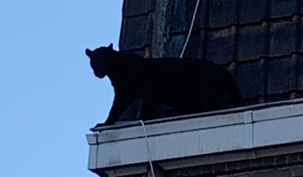 The panther looks around the corner of a rooftop on Wednesday. Photo: AFP