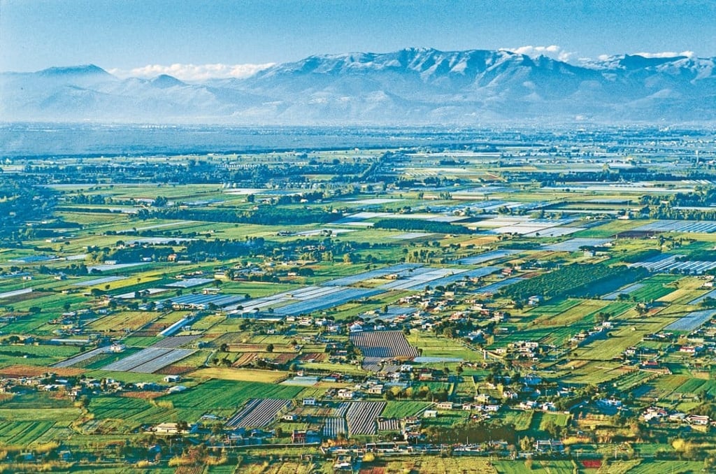 The kiwi fruit grows in abundance in a former marshland called the Pontine Plains, midway between Rome and Naples in Italy. Photo: Alamy