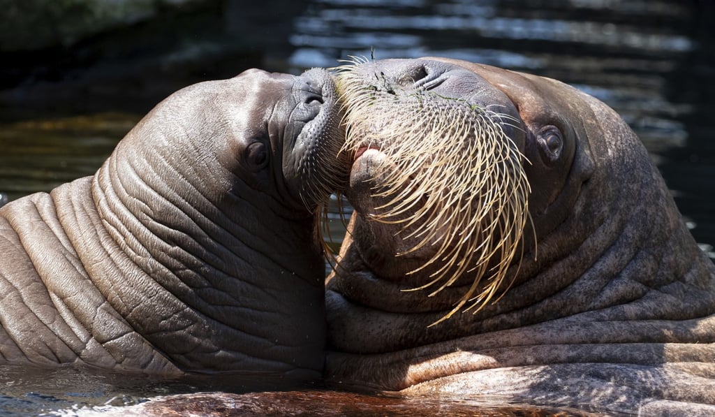 Walrus Polosa and her calf at the Hagenbeck zoo in Hamburg, Germany, in May. The animals have been known to be aggressive when their young are threatened. Photo: dpa via AP