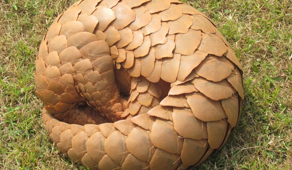 The Indian pangolin Manis crassicaudata. Photo: Shutterstock