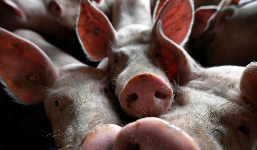 Reports of ASF-infected pigs dying or being culled in large numbers have led to a drop in demand for pork products in the Philippines. Photo: AFP