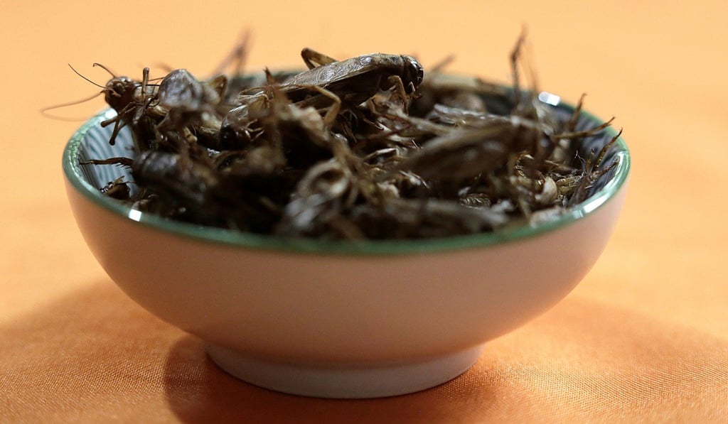 Edible crickets at Paniagua’s farm in Costa Rica. Photo: Reuters/Juan Carlos Ulate Edible crickets at Paniagua’s farm in Costa Rica. Photo: Reuters/Juan Carlos Ulate