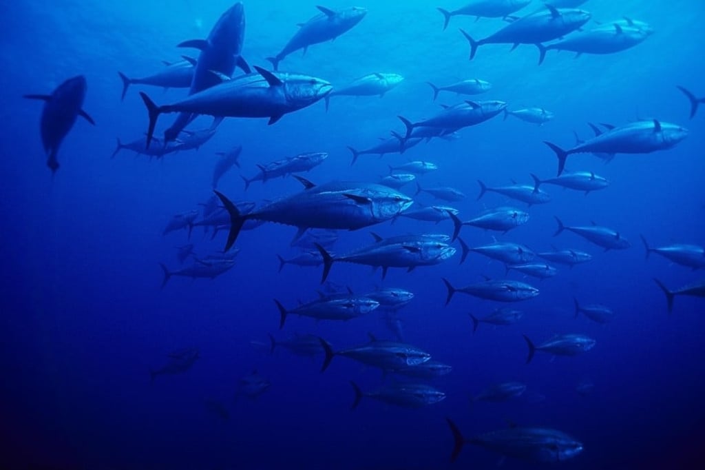 Bluefin tuna swim inside tuna pens at San Pietro island, Sardinia. Photo: Alamy