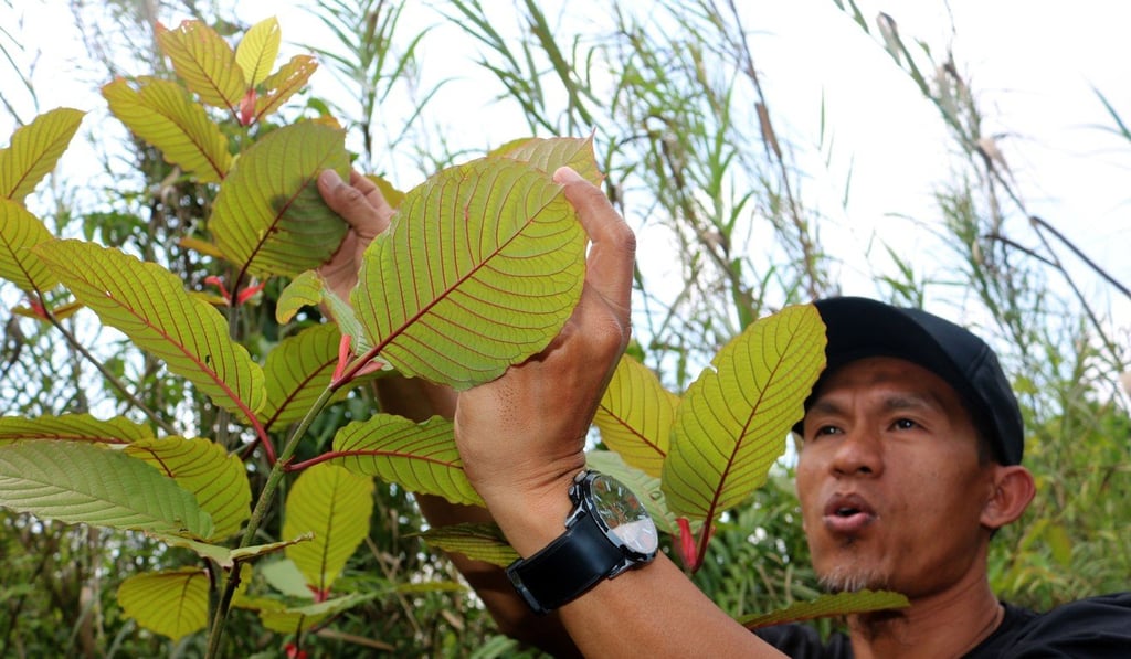 Indonesian kratom grower Gusti Prabu tends to his plants. Photo: AFP