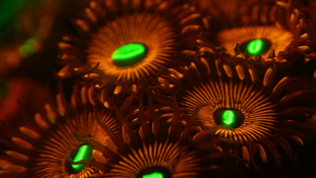 A still from Underwater China.