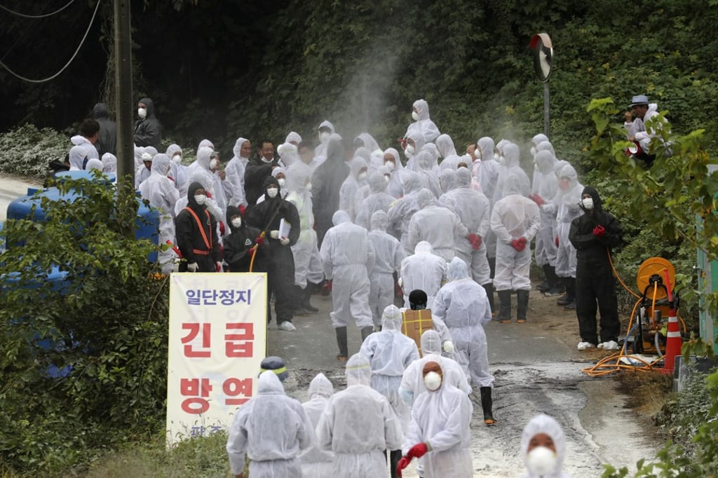 Quarantine officials arrive to slaughter pigs at a farm with a confirmed African swine fever in Paju, South Korea. Photo: AP