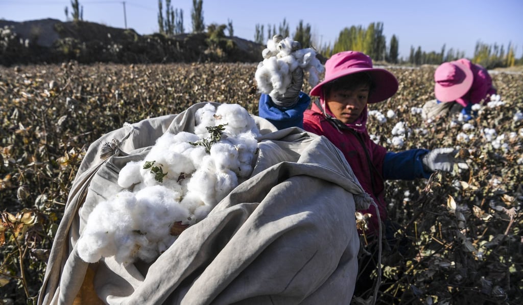 Chen Xibo picks cotton in a field in Dolatbag, a town in China’s Xinjiang Uygur autonomous region. Cotton production in Xinjiang forms around 84 per cent of nationwide production of the crop. Photo: Xinhua