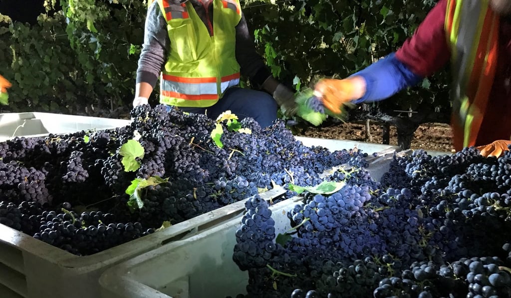 Merlot grapes being harvested in California. Photo: Duckhorn Portfolio
