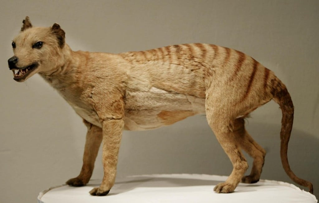 A model of a Tasmanian tiger, which was declared extinct in 1936, is displayed at the Australian Museum in Sydney. Photo: AFP