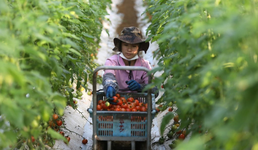 A Vietnamese worker picks tomatoes at a tomato farm in Chiba Prefecture in Japan. Photo: Bloomberg