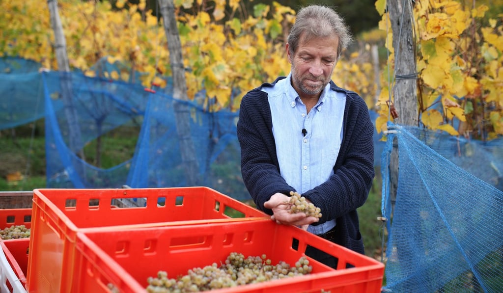 Zimmerling admires his grapes in his vineyard. Photo: Ronny Hartmann/AFP