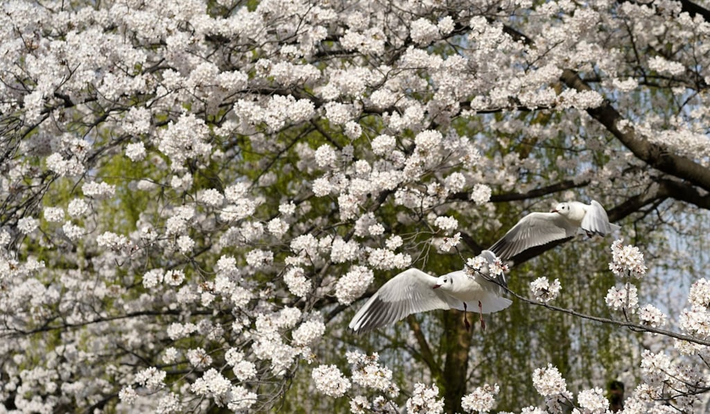A seagull flies in Ueno Park. Photo: EPA