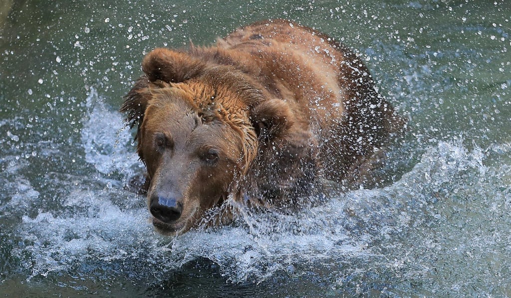 A brown bear at the Moscow Zoo in Russia. Photo: Reuters