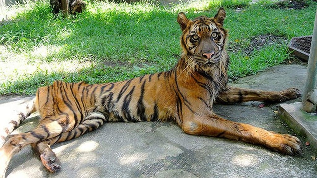 Melani, a critically endangered Sumatran tiger, lies in an emaciated state in her enclosure in Surabaya zoo, Indonesia. Photo: AFP Melani, a critically endangered Sumatran tiger, lies in an emaciated state in her enclosure in Surabaya zoo, Indonesia. Photo: AFP
