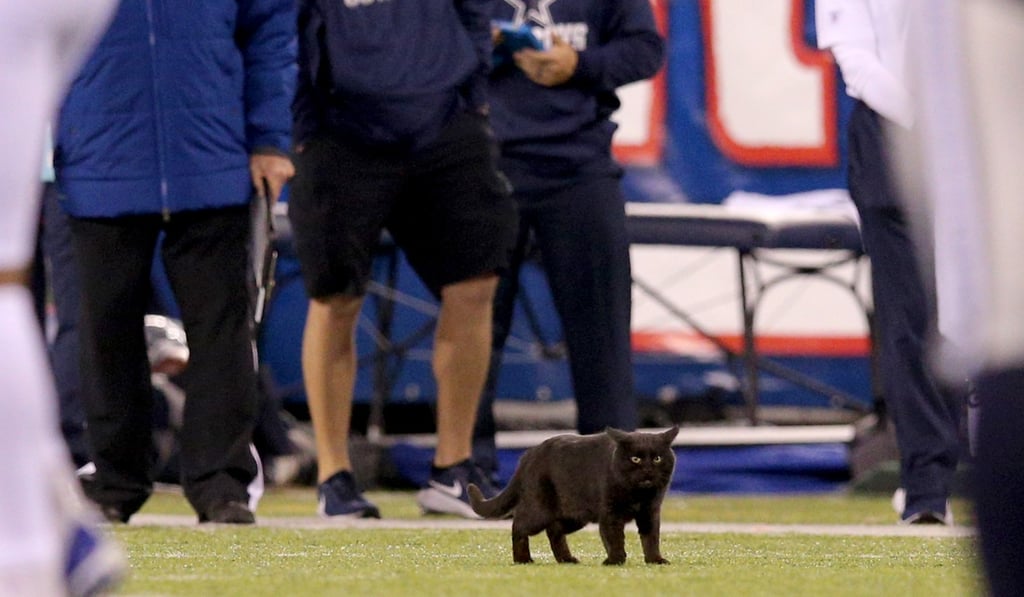 Officials try to remove a black cat from the field during the second quarter of the game. Photo: USA Today Sports