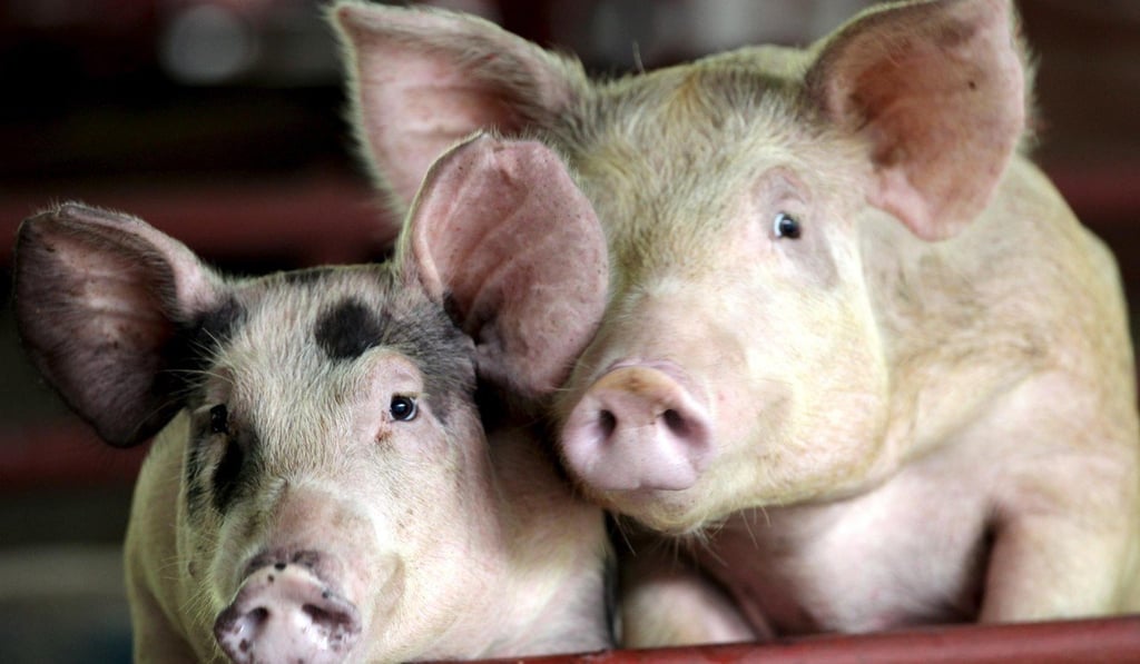 Japan’s pig farms have been devastated by recent typhoons. Photo: EPA