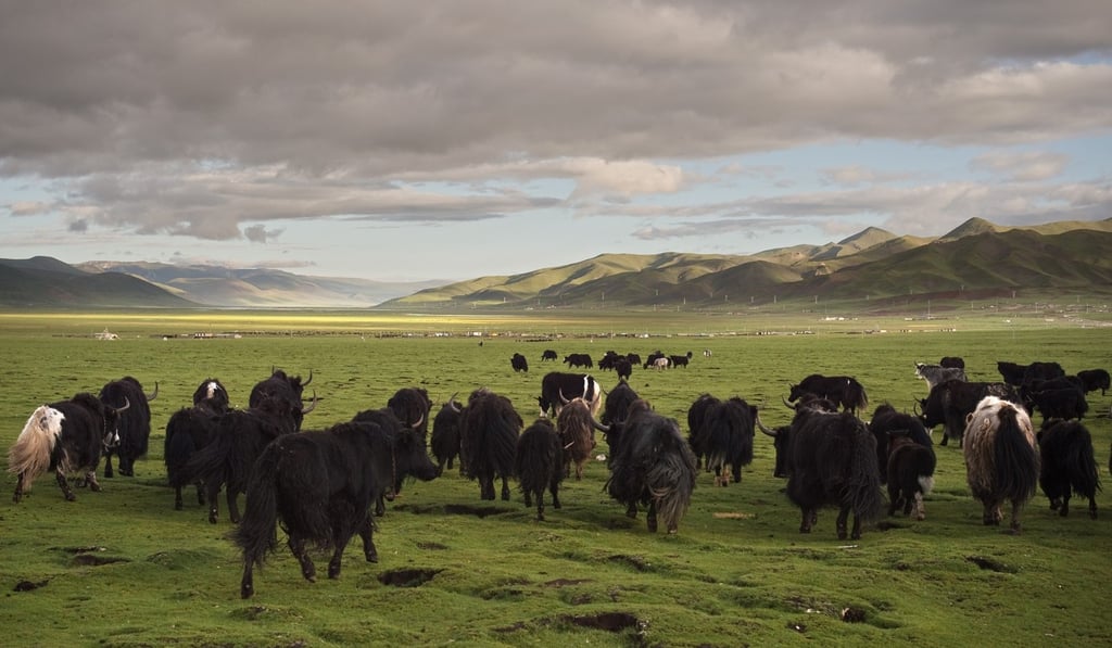 Yak on the grasslands of the Tibetan Plateau. Photo: AFP/Nicolas Asfouri