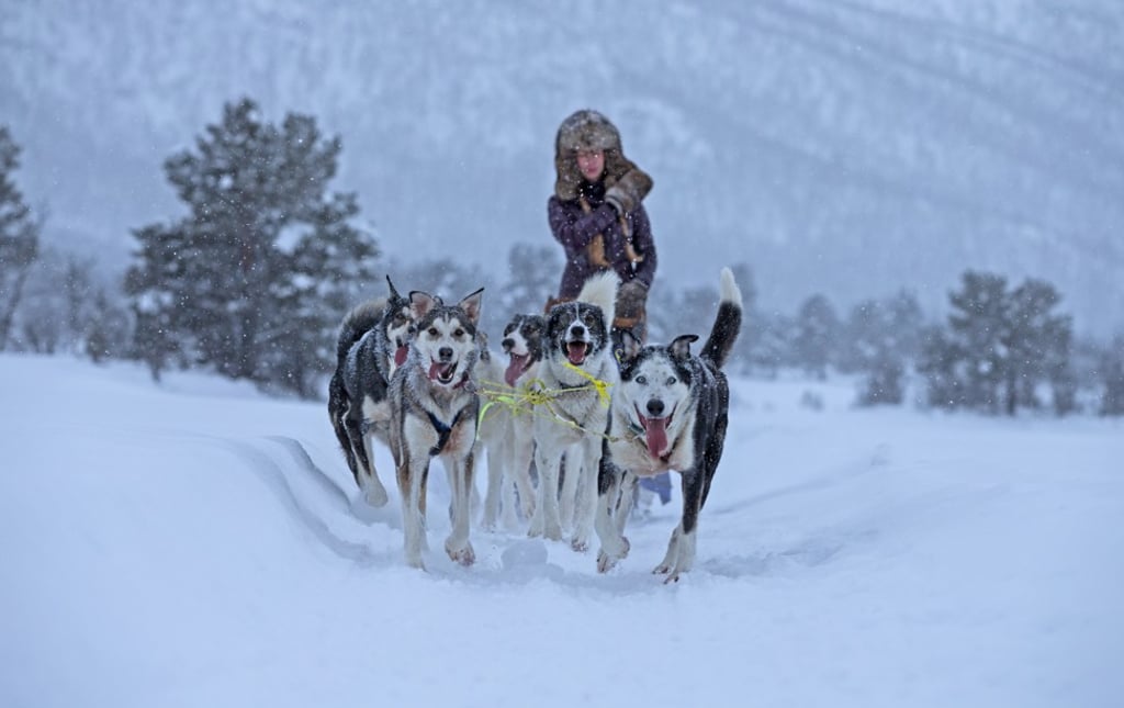 Dogsled­­ding in Geilo. Photo: Daniel Allen