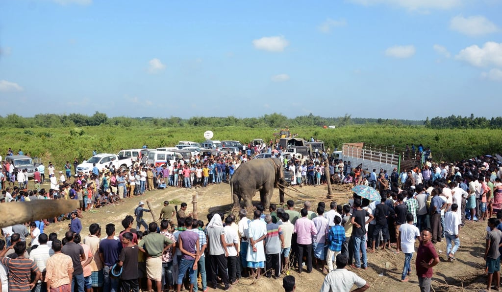Villagers gather to watch as a tranquillised wild elephant is lifted up with a crane for transport in Rongjuli forest. Photo: EPA