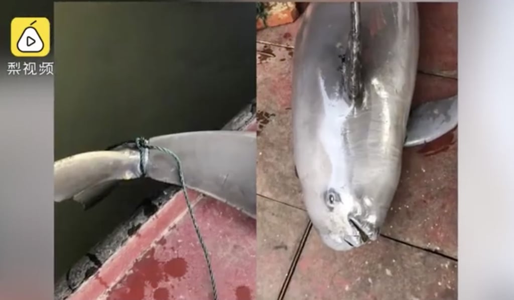 The tail of a dead finless porpoise pulled from Dongting Lake in Hunan appears to have been tied to weights. Photo: Pear Video The tail of a dead finless porpoise pulled from Dongting Lake in Hunan appears to have been tied to weights. Photo: Pear Video