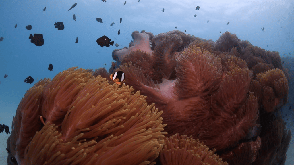 Maldives visitors can learn about efforts to preserve one of the nation’s largest coral conservation areas at the Marine Discovery Centre.