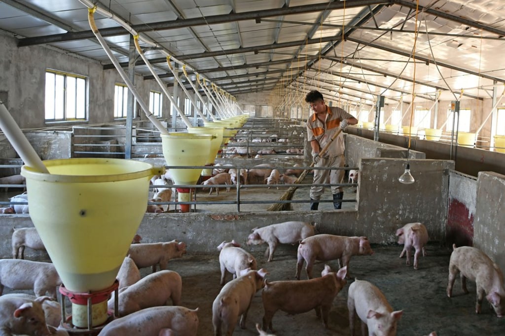 China’s pig herds have been devastated by the disease which has pushed up the price of pork dramatically. Photo Reuters