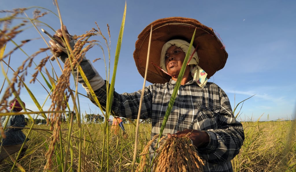 Thai farmers harvest rice in a field in Thailand’s southern Narathiwat province. Photo: AFP