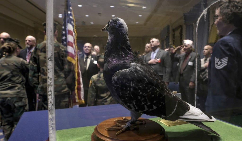 GI Joe the pigeon, on display during the Animals in War and Peace Medal of Bravery awards ceremony, served in World War II. Photo: Bonnie Jo Mount/Washington Post GI Joe the pigeon, on display during the Animals in War and Peace Medal of Bravery awards ceremony, served in World War II. Photo: Bonnie Jo Mount/Washington Post